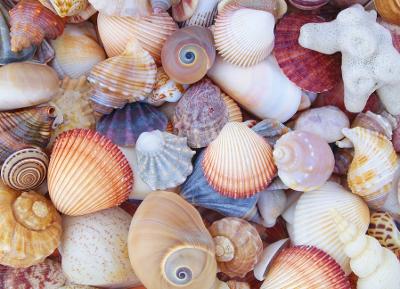 All the Shells- 1000 Piece Puzzle