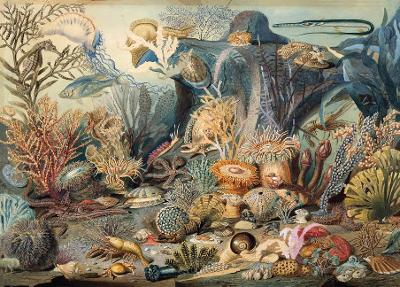 Ocean Life 1000 pc puzzle