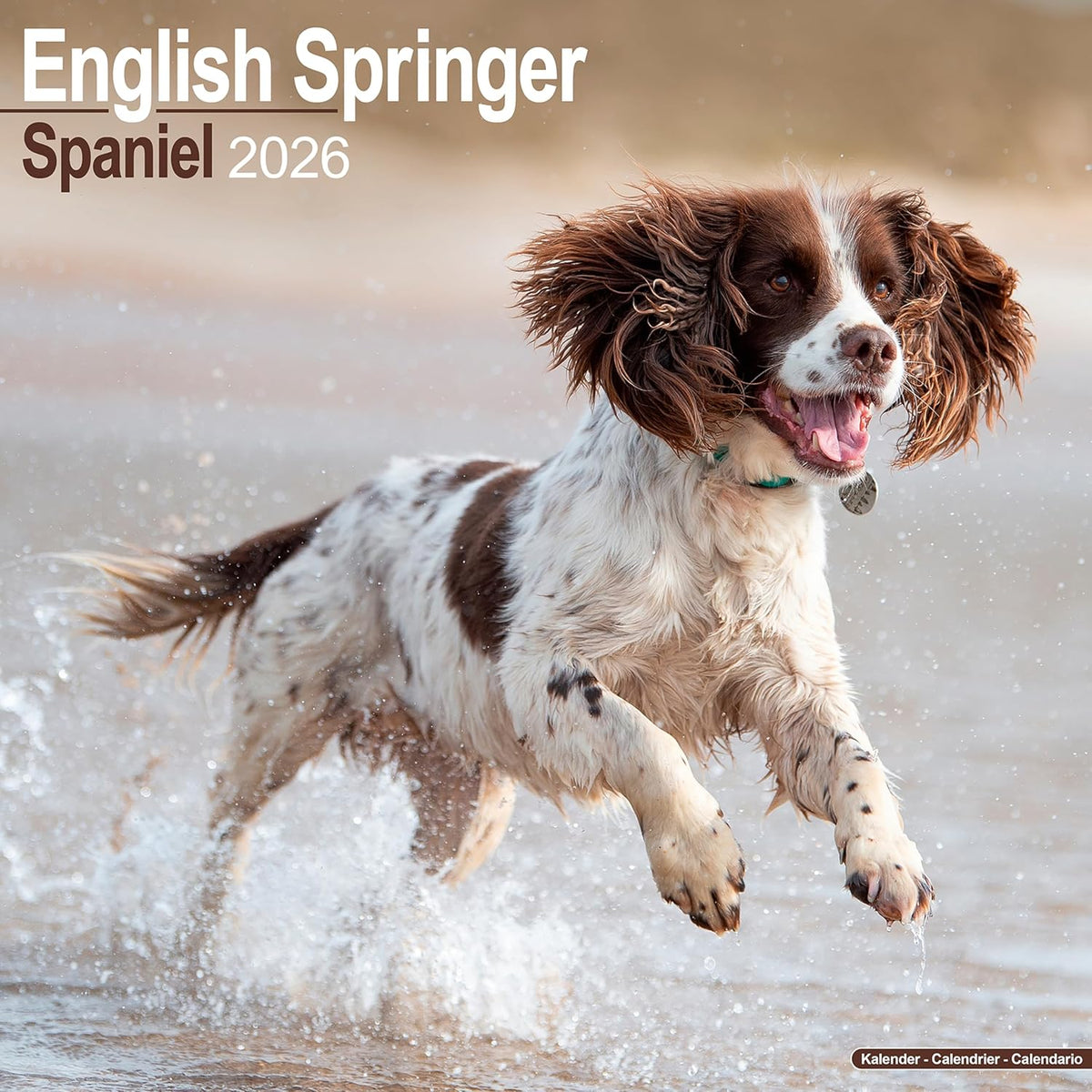 English Springer Spaniel 2026 Calendar
