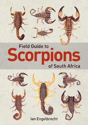 Field Guide To Scorpions Of South Africa (Paperback)