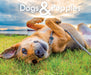 Dogs & Puppies Calendar 2027