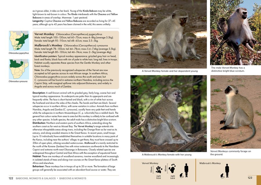 Stuarts' Field Guide to Mammals of Southern Africa (Paperback)