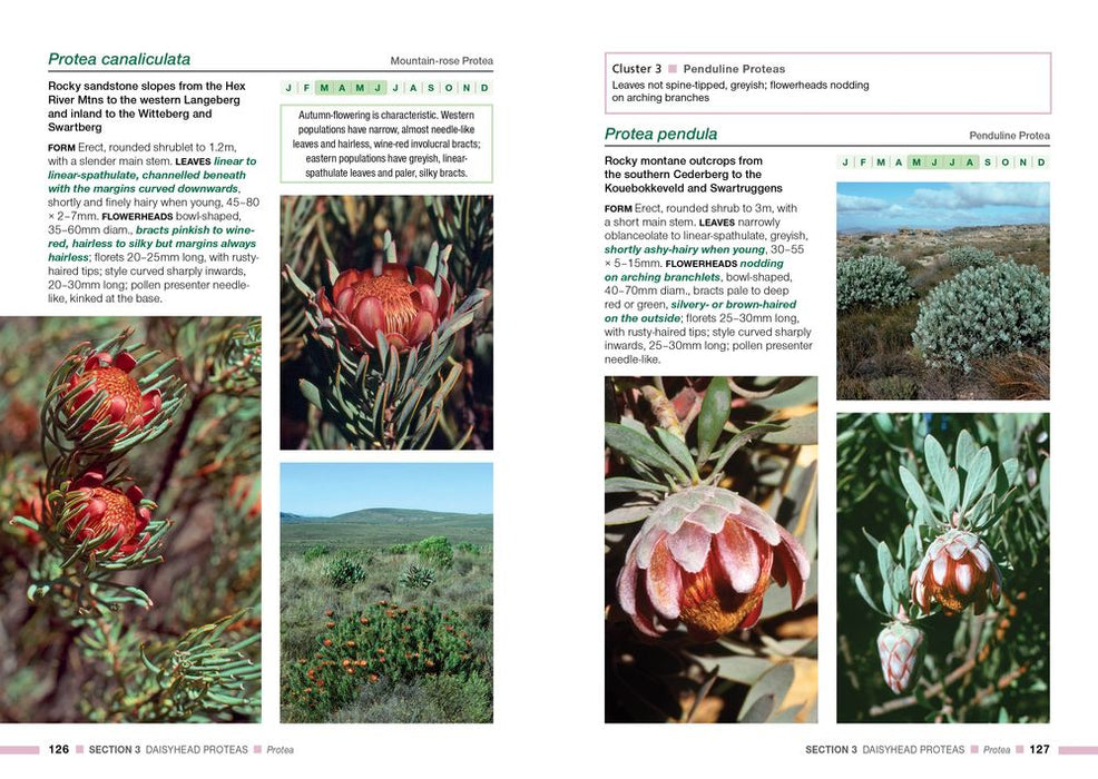 Proteas Of The Fynbos (Paperback)