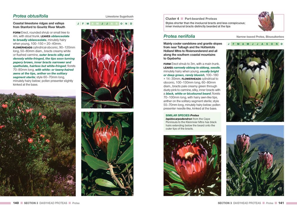 Proteas Of The Fynbos (Paperback)