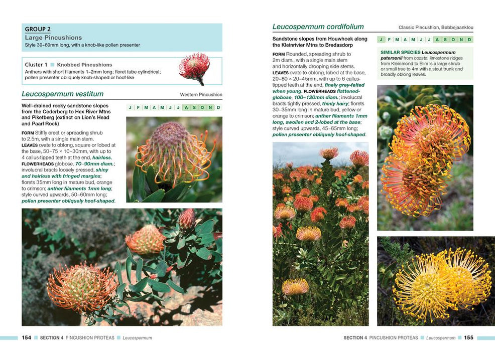 Proteas Of The Fynbos (Paperback)