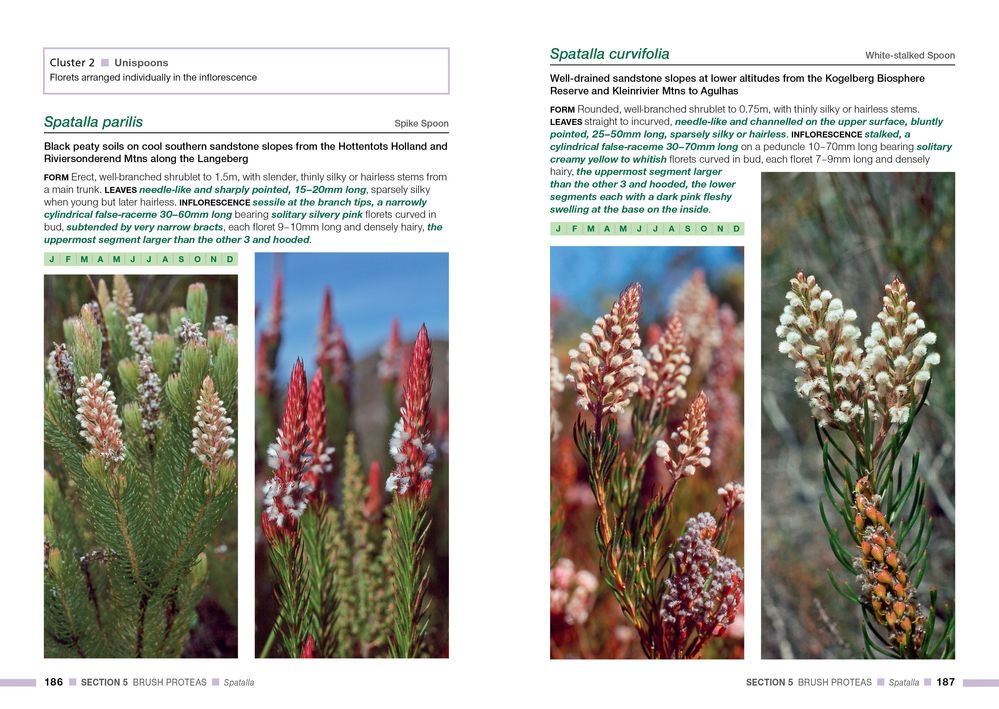 Proteas Of The Fynbos (Paperback)