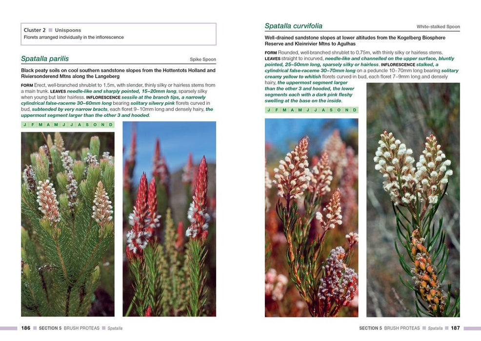 Proteas Of The Fynbos (Paperback)