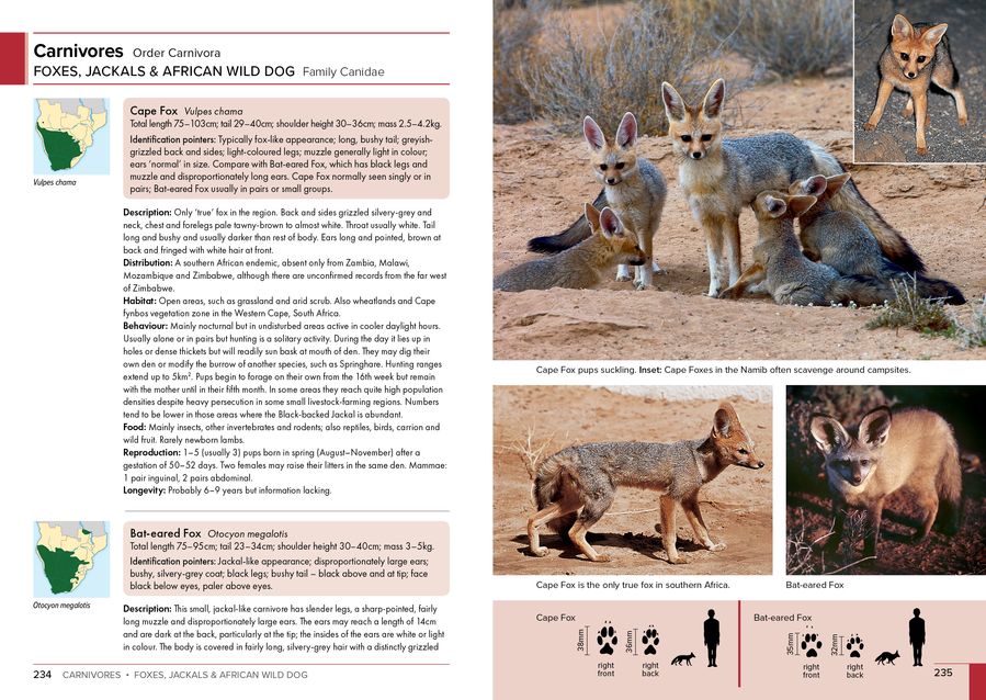 Stuarts' Field Guide to Mammals of Southern Africa (Paperback)