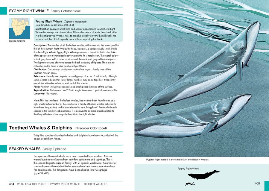 Stuarts' Field Guide to Mammals of Southern Africa (Paperback)