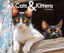 Cats & Kittens Calendar 2027