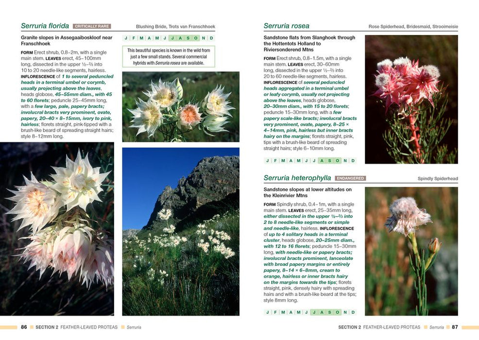 Proteas Of The Fynbos (Paperback)