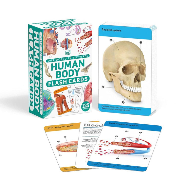 Our World In Pictures: Human Body Flash Cards