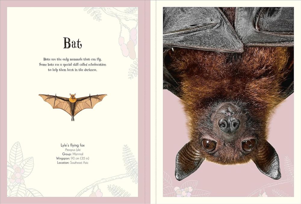 An Anthology Of Intruiging Animals Poster Book (Paperback)