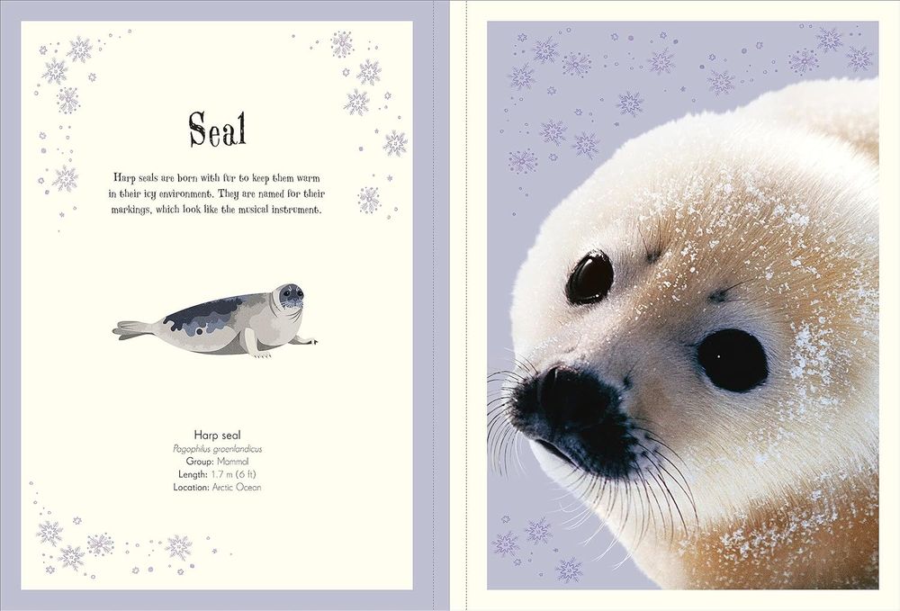 An Anthology Of Intruiging Animals Poster Book (Paperback)