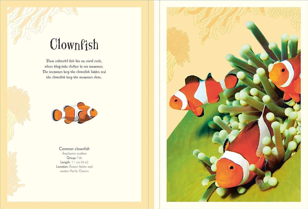 An Anthology Of Intruiging Animals Poster Book (Paperback)