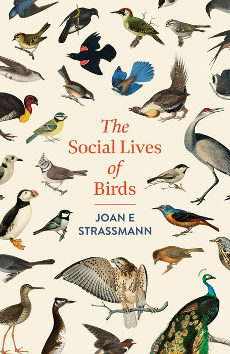 The Social Lives of Birds (Trade Paperback)