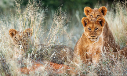 The African Lion (Hardcover)