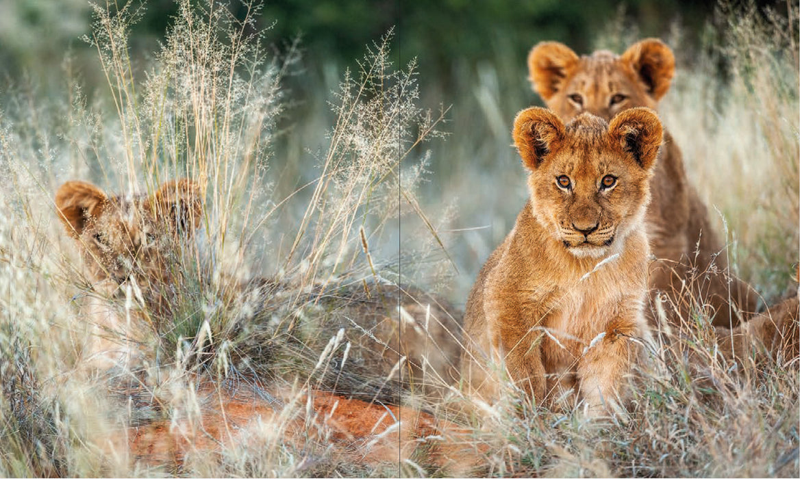The African Lion (Hardcover)