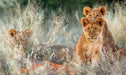 The African Lion (Hardcover)