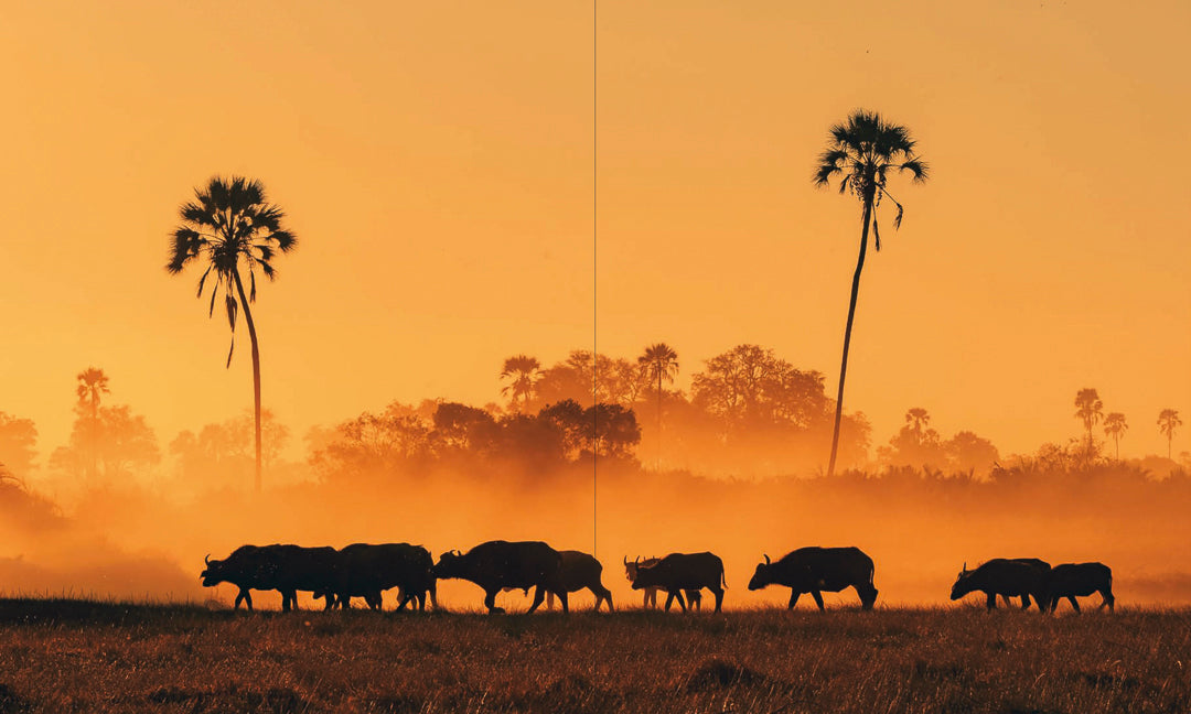 The African Lion (Hardcover)