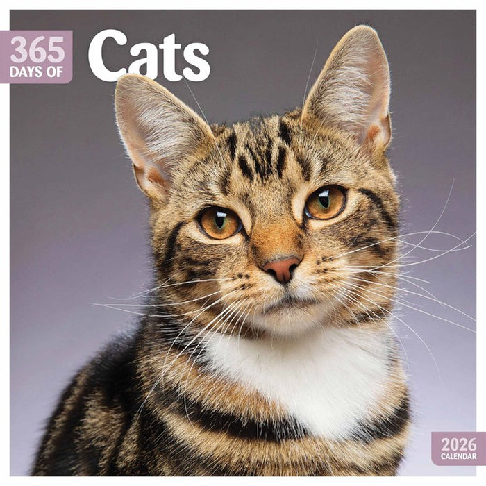 365 Days Of Cats Wall Calendar 2026