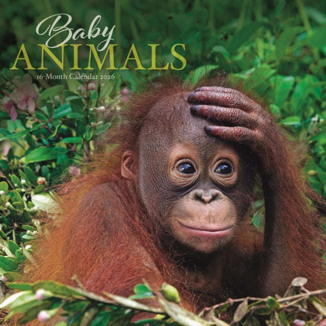 Baby Animals 2026 Wall Calendar