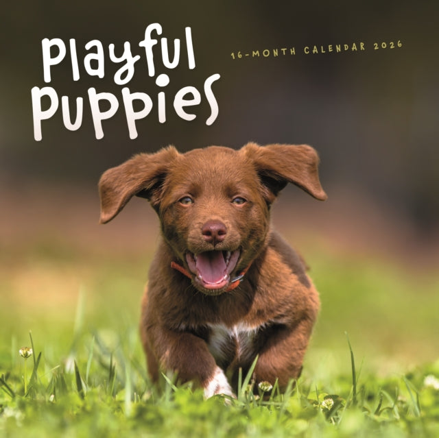 Playful Puppies 2026 Wall Calendar