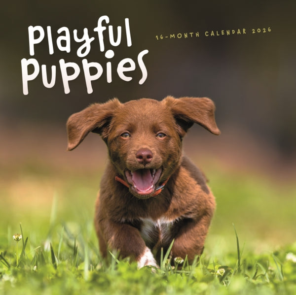 Playful Puppies 2026 Wall Calendar