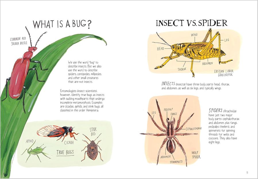 Insect Anatomy: The Curious World of Bees, Beetles, Butterflies, and Bugs (Paperback)