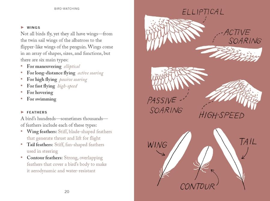 Pocket Nature: Bird Watching (Hardcover)