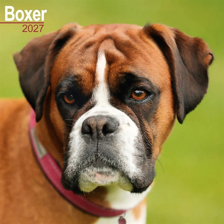 2027 Boxer Calendar