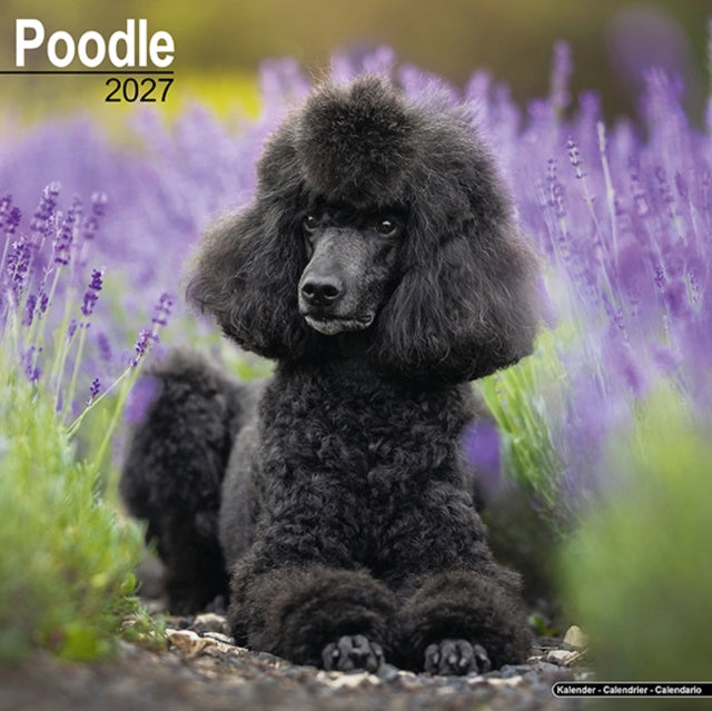 2027 Poodle Calendar