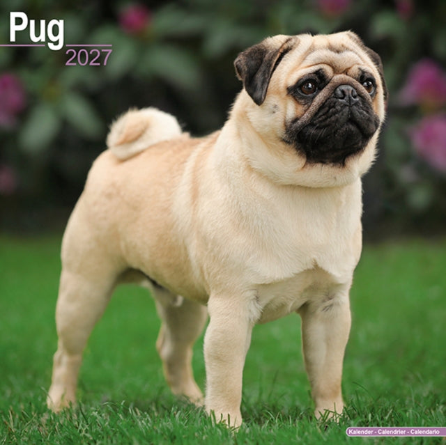2027 Pug Calendar