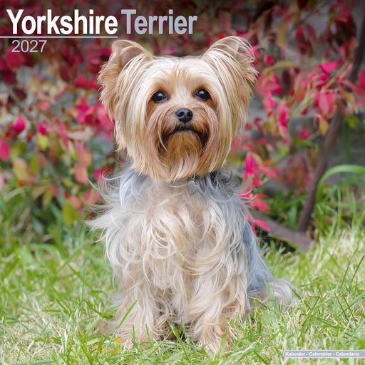 2027 Yorkshire Terrier (Calendar)
