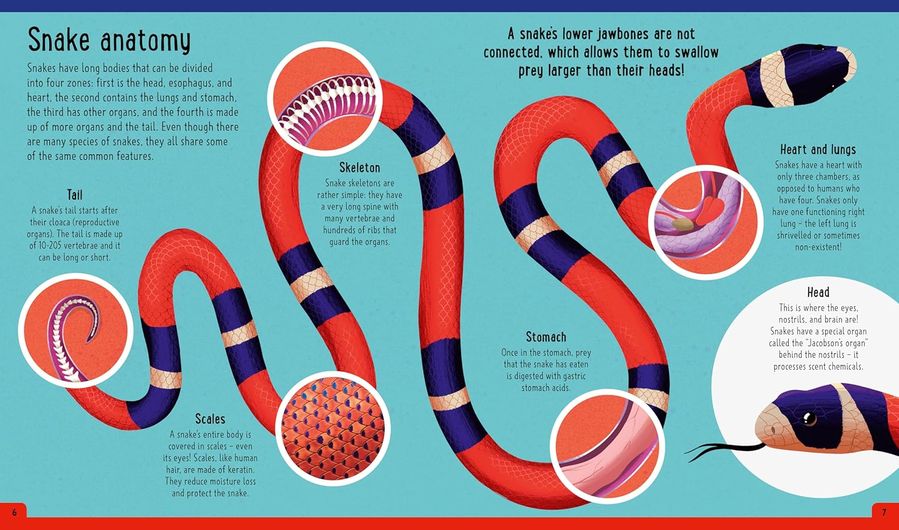 A Day in the Life: Snakes (Hardcover)