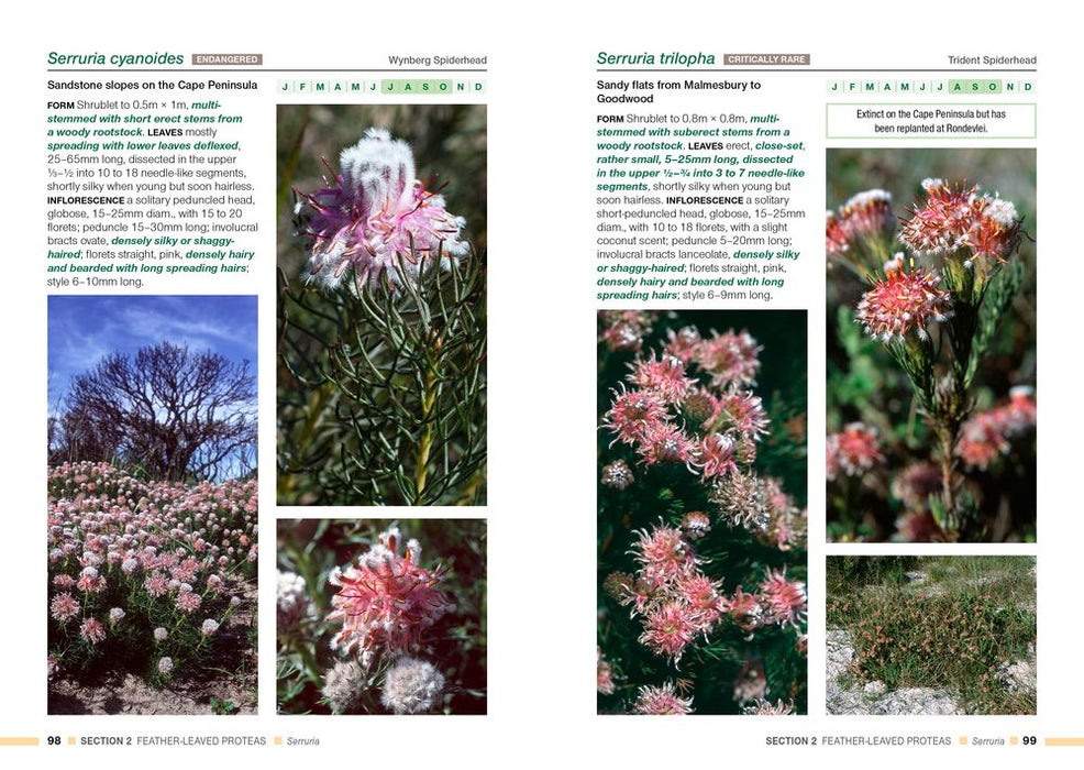 Proteas Of The Fynbos (Paperback)