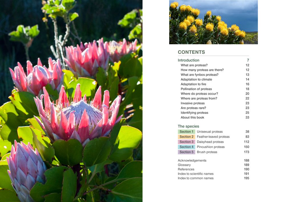 Proteas Of The Fynbos (Paperback)