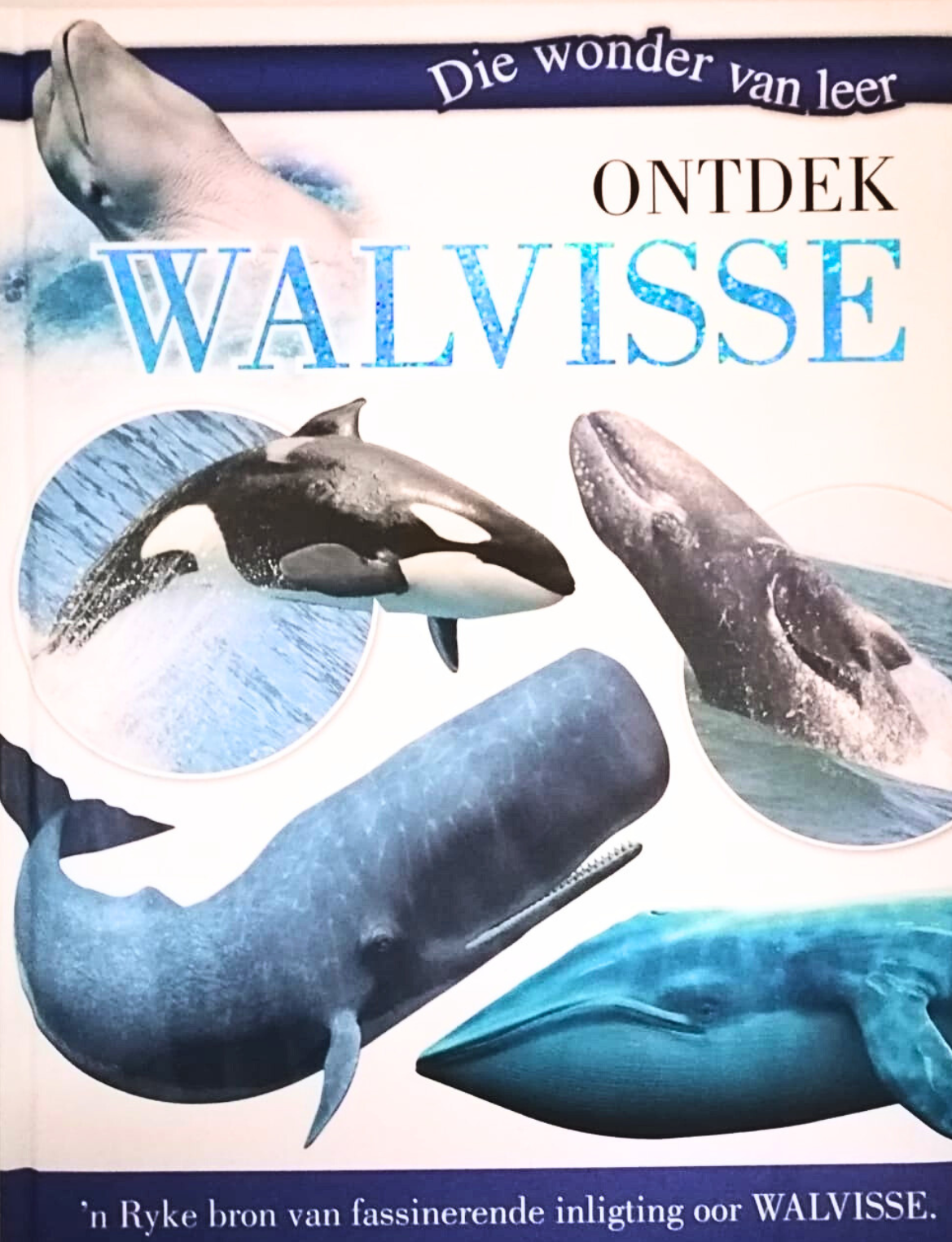 Ontdek Walvisse