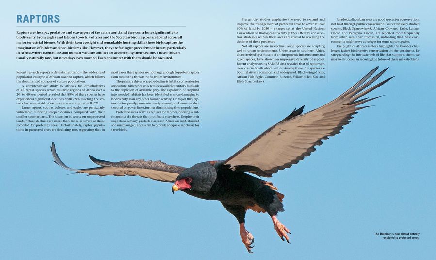 Birds on the Brink (Paperback)