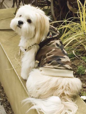 Dogs Dressing Up