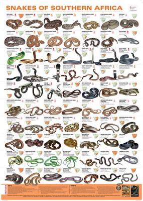 Snakes and other reptiles of Southern Africa