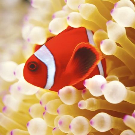 Clownfish in Sea Anemone Greeting Card