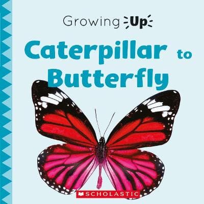 Caterpillar to Butterfly (Growing Up) (Paperback)