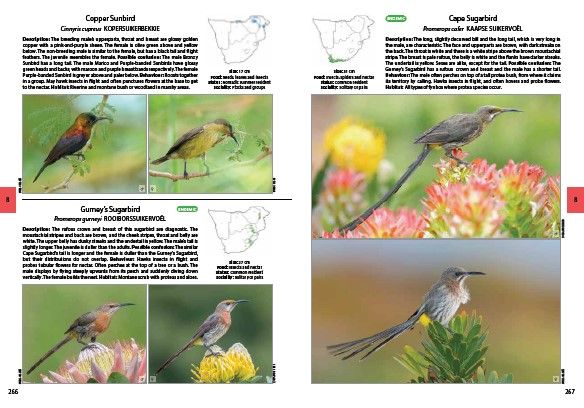 VELD Voels van Suider-Afrika: Die Volledige Fotogids