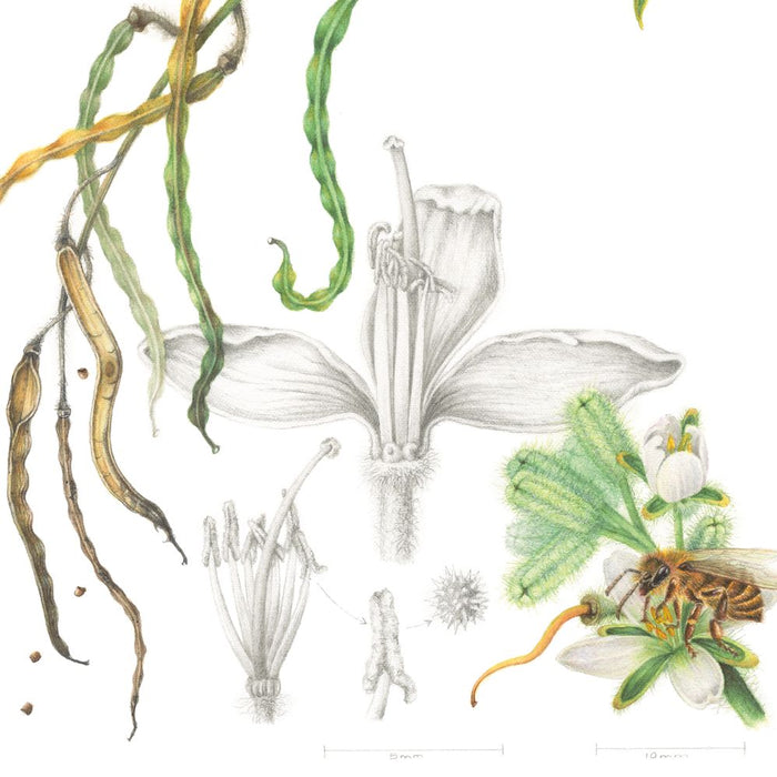 The Grootbos Florilegium: Celebrating 25 Years of Conservation in Fynbos From Cape Floristic Kingdom, South Africa (Hardcover)