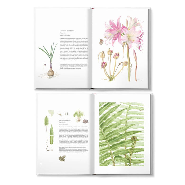 The Grootbos Florilegium: Celebrating 25 Years of Conservation in Fynbos From Cape Floristic Kingdom, South Africa (Hardcover)