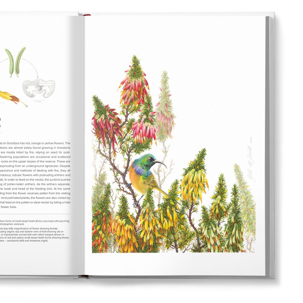 The Grootbos Florilegium: Celebrating 25 Years of Conservation in Fynbos From Cape Floristic Kingdom, South Africa (Hardcover)