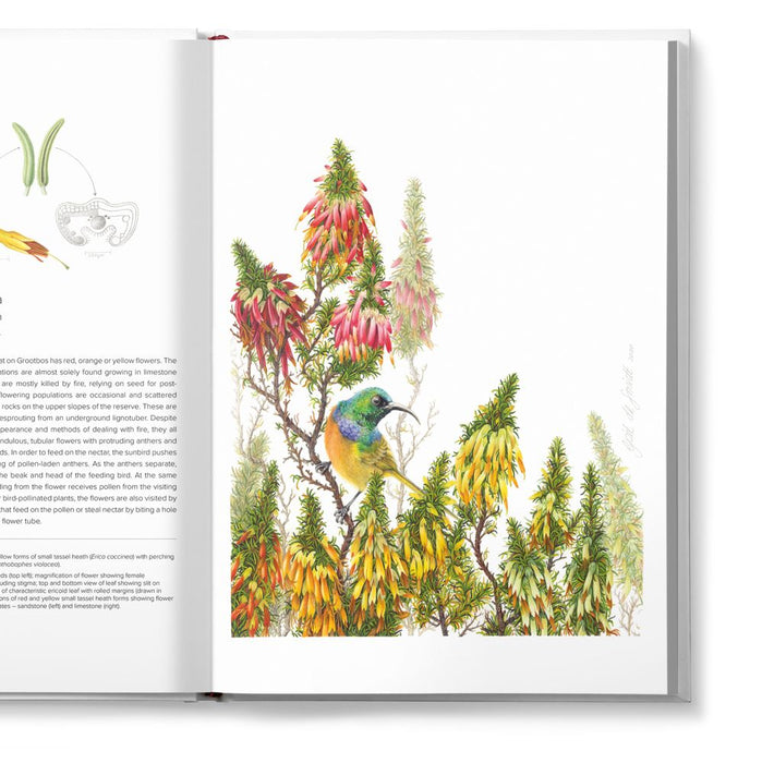The Grootbos Florilegium: Celebrating 25 Years of Conservation in Fynbos From Cape Floristic Kingdom, South Africa (Hardcover)