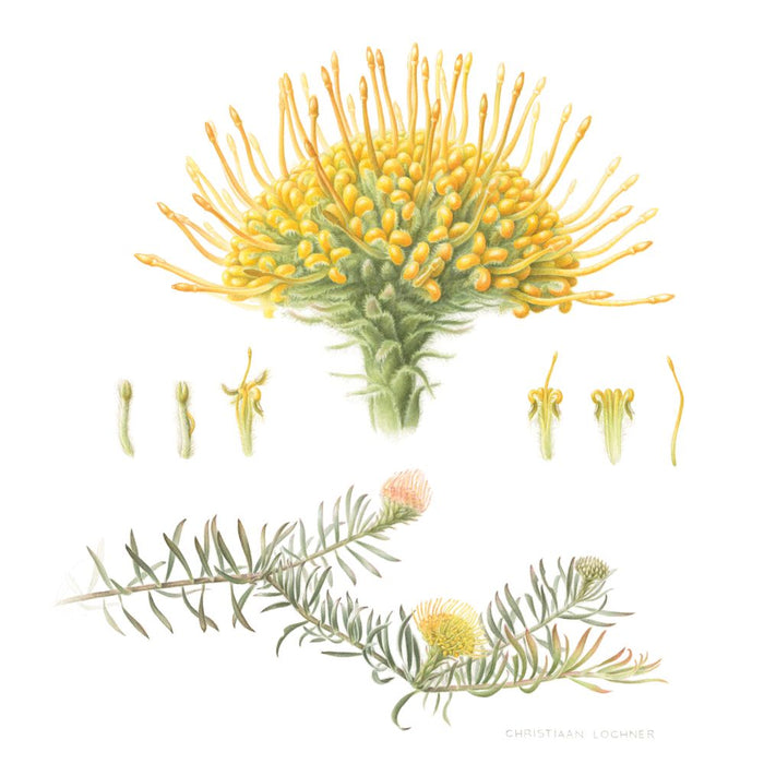 The Grootbos Florilegium: Celebrating 25 Years of Conservation in Fynbos From Cape Floristic Kingdom, South Africa (Hardcover)